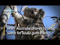 WWF Australia drones to drop seeds for koala gum trees