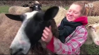 На німецькій фермі дозволяють обніматися з вівцями, щоб забути про самотність