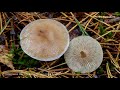 Говорушка восковатая clitocybe cerussata