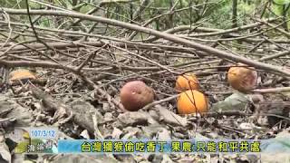 20180312  台灣獼猴偷吃香丁 果農只能和平共處