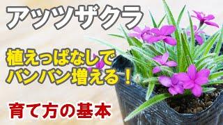 アッツ桜の育て方 植えっぱなしでどんどん増える！お庭賑やか！