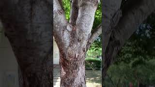 遠近馳名的台灣櫸木 Wonderful beech tree in Taiwan