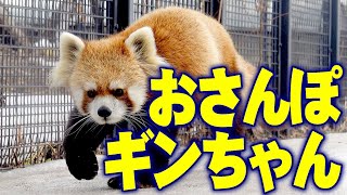 【レッサーパンダ】おさんぽギンちゃん　Red Panda GIN