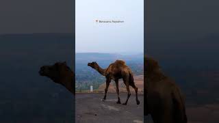 Camel at Jagmeru Hills, Banswara, Rajasthan #shorts #rajasthan #travel #phototravelerdipak