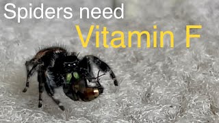 Jumping Spider Feeding | Phidippus audax