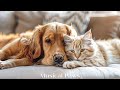 Music to help dogs & cats relax 🐶 Relaxing music to reduce stress for dogs and cats to sleep easily