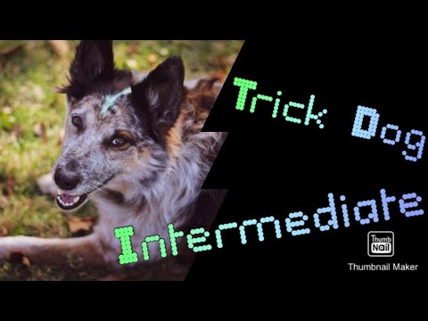 Akc Trick Dog Title Intermediate Youtube