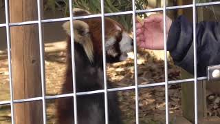 【『ムギ♀』のエサの時間】レッサーパンダ Red [Lesser] Panda【市川市動植物園】