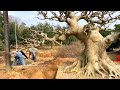 Hackberry bonsai trees (in China)