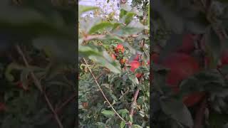 Pomegranate cultivation garden in Jaffna ,Misuruvil