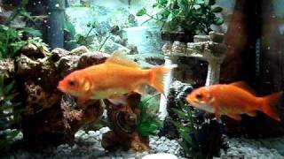 Goldfish swimming