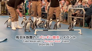 鳥羽水族館の「ペンギン散歩」イベント 2024/05/15 / Toba Aquarium's \