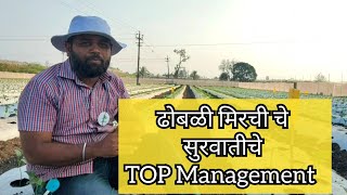 ढोबळी मिरची सुरवातीचे TOP MANAGEMENT