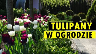 Tulipany w ogrodzie - POMYSŁY NA PIĘKNE ARANŻACJE