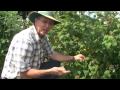 summer raspberry harvest