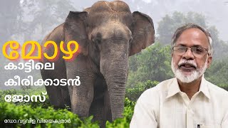 മോഴ- കൊമ്പില്ലാത്ത ആണാന . Mozha - tuskless male asian elephant #ആന