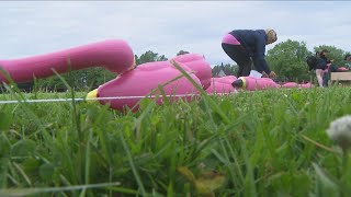 Olmsted Parks Flamingo World Record Attempt