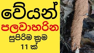 වේයන් පලවාහරින  සුපිරිම ක්‍රම 11 ක් | How to get rid of termites | arunasiri