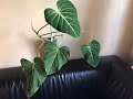 Meet my philodendron gloriosum verde!