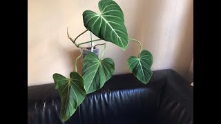 Meet my philodendron gloriosum verde!