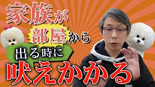 【犬のしつけ】家族が部屋から出ていくときに吠える【悩み相談ライブ切り抜き】