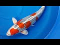 ปลาคาร์พสายพันธุ์ kujaku ขนาด 52 ซม. the exclusive koi farm