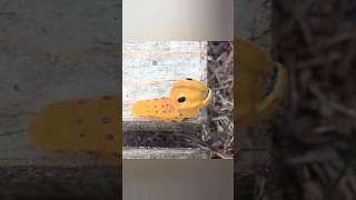 yellow worm and black spots on body | 😳 #worms #animals #zombietsunami #yellow #cute