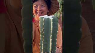 ขั้นตอนการปลูกตอแม่พันธุ์🌵 #cactus #กระบองเพชร #แคคตัส #จามาคารู #แม่ภา #ไร่วันยังขำ