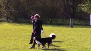 VDH DJM Obedience 2016 - Debora Neber - Laika