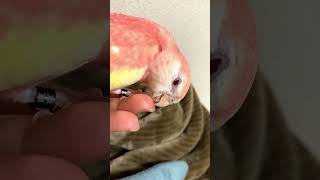 ペロペロしてるインコ＃shorts#アキクサインコ