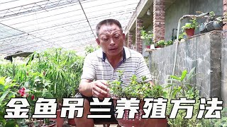 养花匠介绍金鱼吊兰养殖方法，以及养植是需要注意的事项！【养花的师傅】