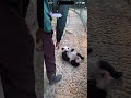 妹猪再次上演碰瓷，走一步摔一跤🤣 cute panda adorable shortcut shorts