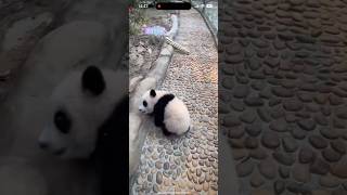 妹猪再次上演碰瓷，走一步摔一跤🤣 #cute #panda #adorable #shortcut #shorts