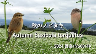 2024 野鳥(No68)4K 秋のノビタキAutumn Saxicola torquatus