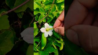 Boost Ivy Gourd (Kundru/Tindora) Yield: Morning Hand Pollination #shorts