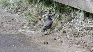 ムクドリ　薬師池公園