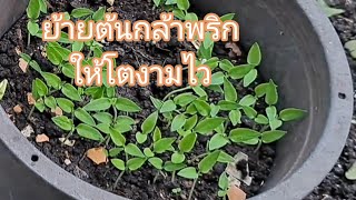 วิธีการย้ายต้นพริกให้โตเร็ว#เกษตรอินทรีย์ #สวนผัก#ปลูกพริกกะเหรี่ยงงามไว.