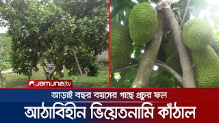 কাঁঠালের আঠা নেই! ফলন হয় বারোমাস! জনপ্রিয় হচ্ছে ভিয়েতনামি জাত | Jackfruit