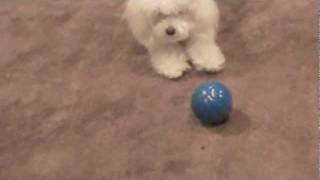 Talking Babble Ball Dog Toy