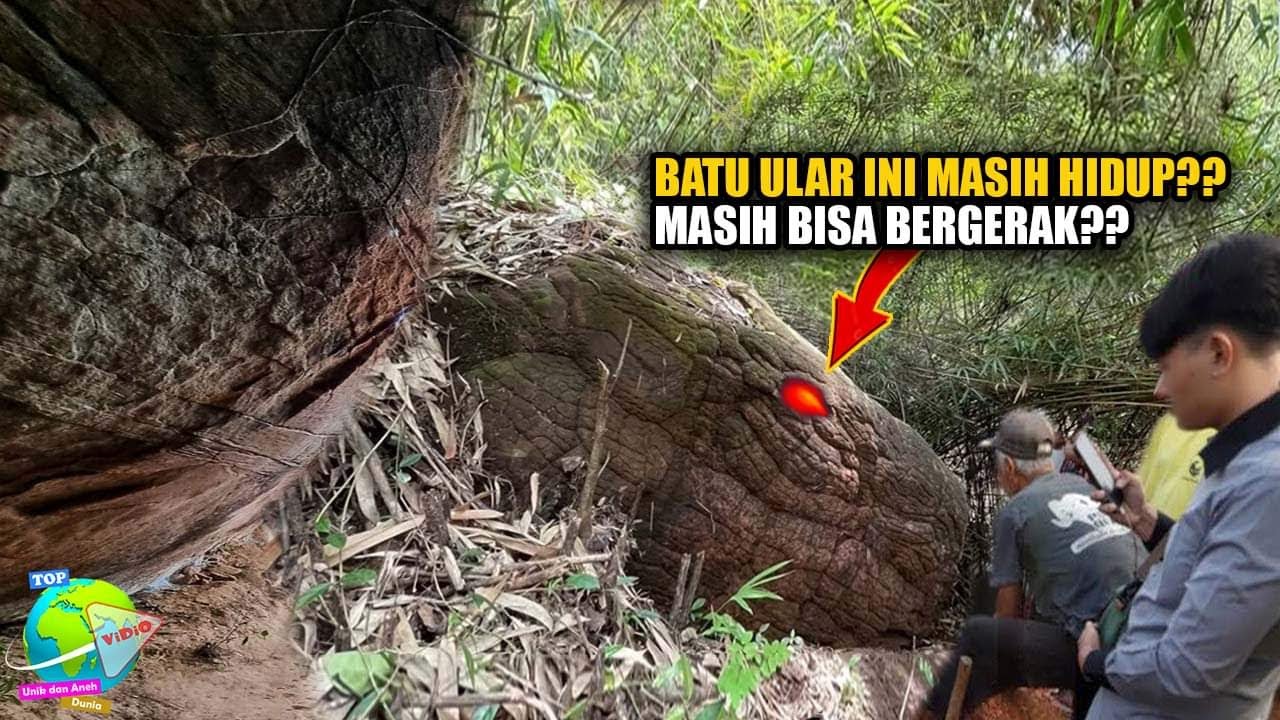 Kisah Nyata Ular Raksasa Dan Gajah Yang Berubah Jadi Batu Karena Faktor ...