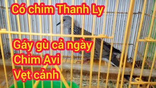 20/02/25 Có CHim Thanh Ly, sáo vẹt con, trĩ nhật, chòe than lửa, vàng nghệ, chào mào, bạc má nhật