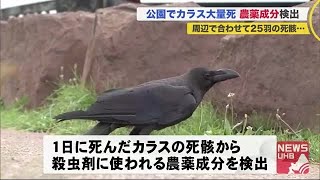 死んだカラスから\