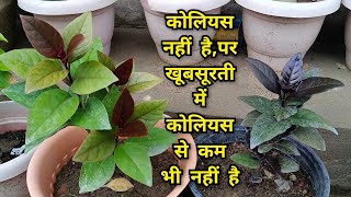 eranthemum plant | coleus की तरह देखभाल करेंगे तो गार्डेन को खूबसूरत बनाएगा ये पौधा #eranthemum