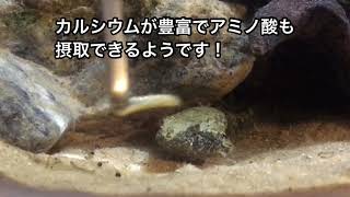 ドンコのドラゴンがワイルドワームを食べました！食事動画。