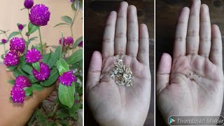 How to Collect VIABLE Gomphrena Seeds // Globe Amaranth Seeds // Gomphrena Plant // Harvest Seeds