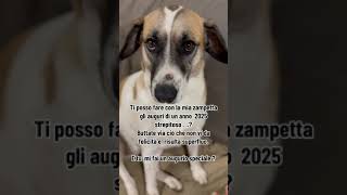 Cane che fa gli auguri di un buon 2025 con la sua zampetta … #cane #zampetta #2025