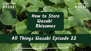 How to Store Wasabi Rhizomes - All Things Wasabi Episode 22