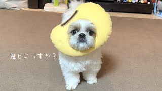 【シーズー】節分にご利益絶大？！わが家の鬼退治はこうする！！！【犬Vlog】