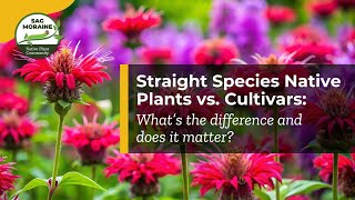 🌱 Straight Species Native Plants vs. Cultivars: What’s the difference and does it matter?