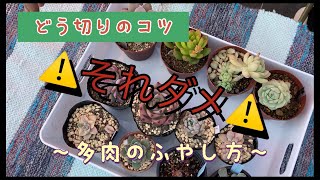 胴切りのやり方！コツ解説🌸それダメポイント🙅#5